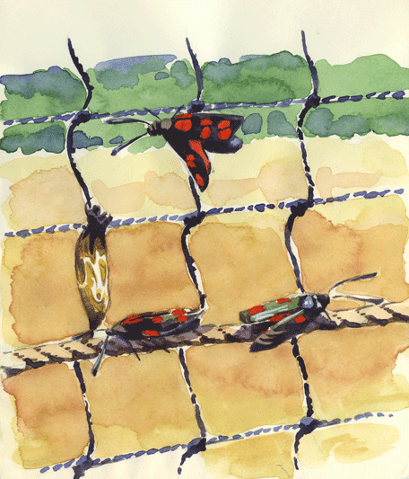 Watercolour sketch of Burnet Moths on a fence.