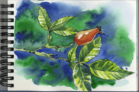 Watercolour sketch of Rosehips