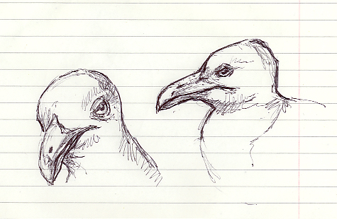 Pen sketch of a Sea Gull