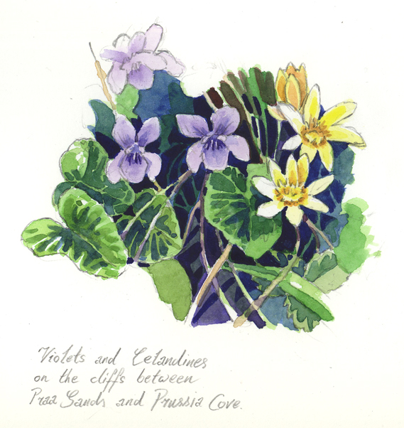 Watercolour sketch of Violets & Lesser Celandines