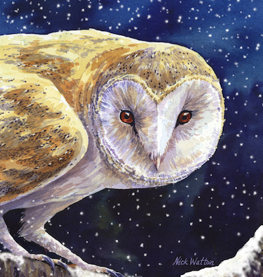 A painting of a Barn Owl in the snow.